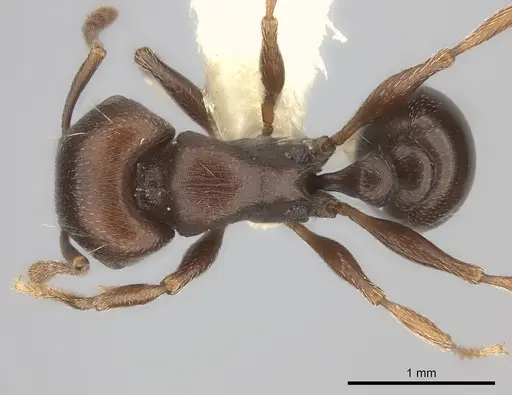 Tetramorium solidum specimen