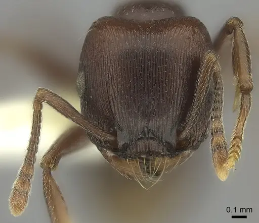 Tetramorium solidum specimen