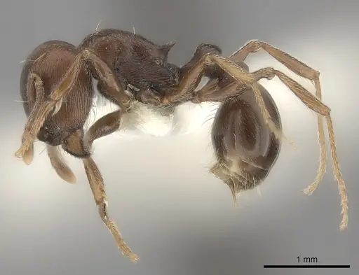 Tetramorium solidum specimen