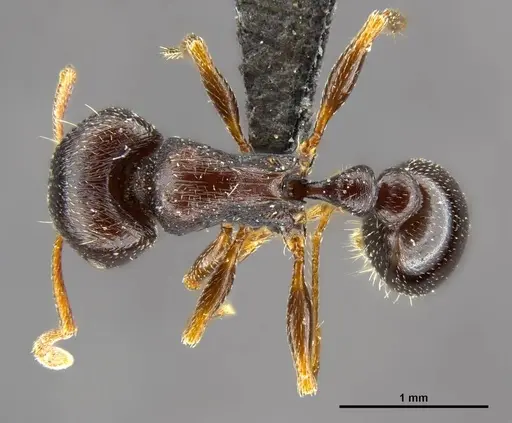 Tetramorium solidum - CASENT0250960