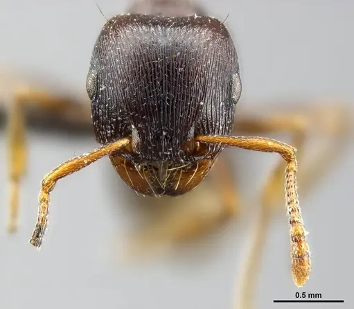 Tetramorium solidum - CASENT0250960
