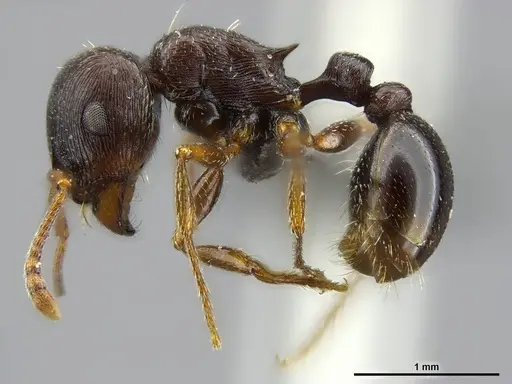 Tetramorium solidum - CASENT0250960