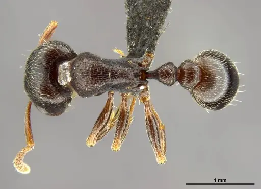 Tetramorium solidum - CASENT0250969