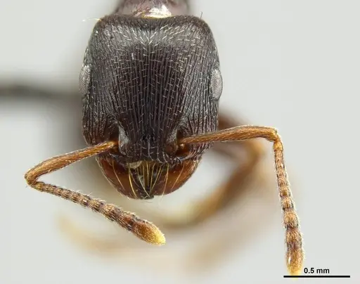 Tetramorium solidum - CASENT0250969