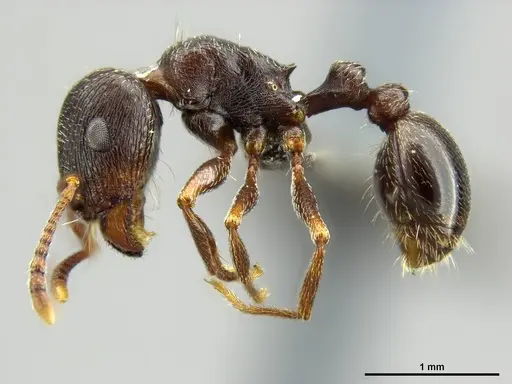 Tetramorium solidum - CASENT0250969