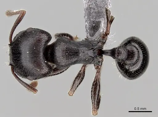 Tetramorium solidum - CASENT0264030