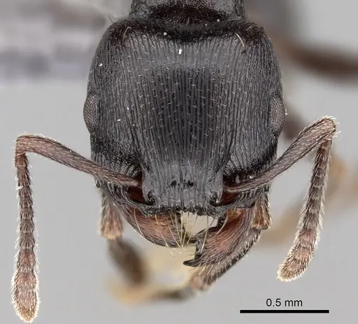 Tetramorium solidum - CASENT0264030