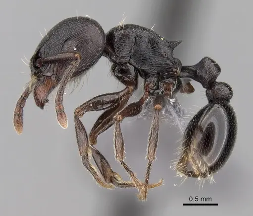 Tetramorium solidum - CASENT0264030