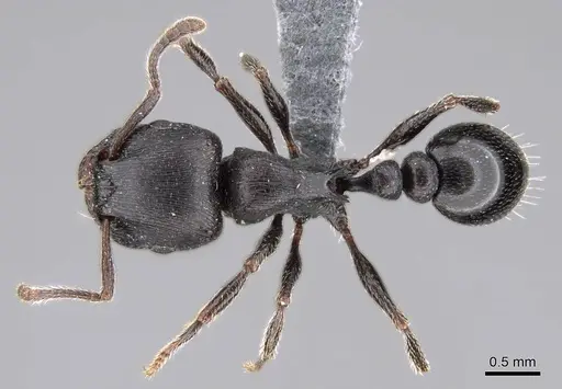 Tetramorium solidum - CASENT0785905