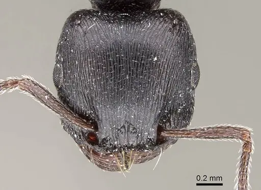 Tetramorium solidum - CASENT0785905