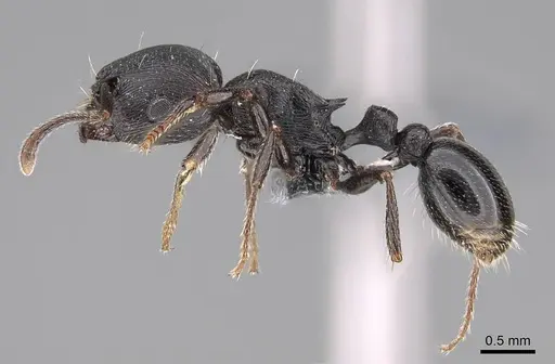 Tetramorium solidum - CASENT0785905