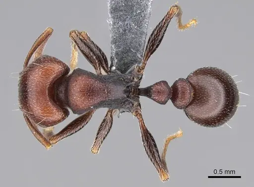 Tetramorium solidum - CASENT0785975