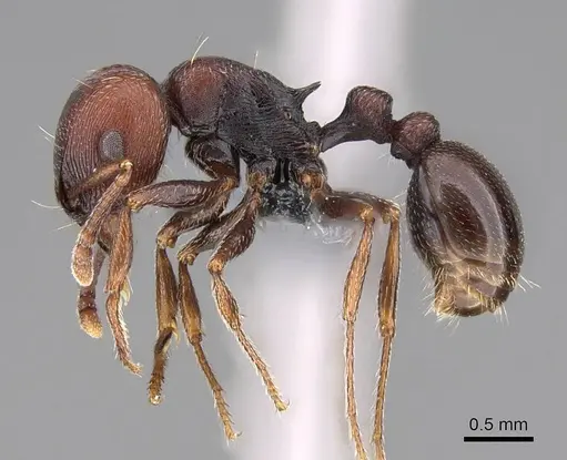 Tetramorium solidum - CASENT0785975