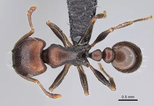 Tetramorium solidum - CASENT0822213