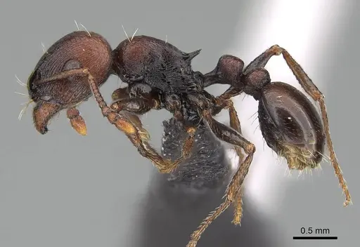 Tetramorium solidum - CASENT0822213