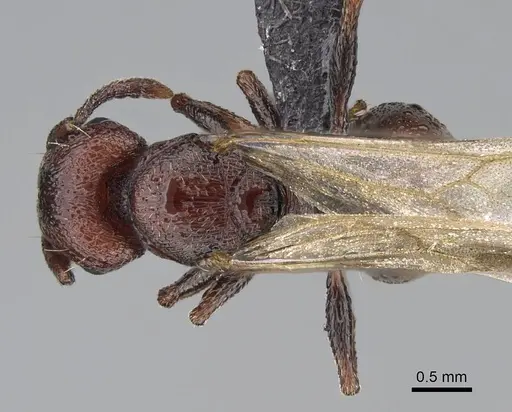 Tetramorium solidum - CASENT0822214