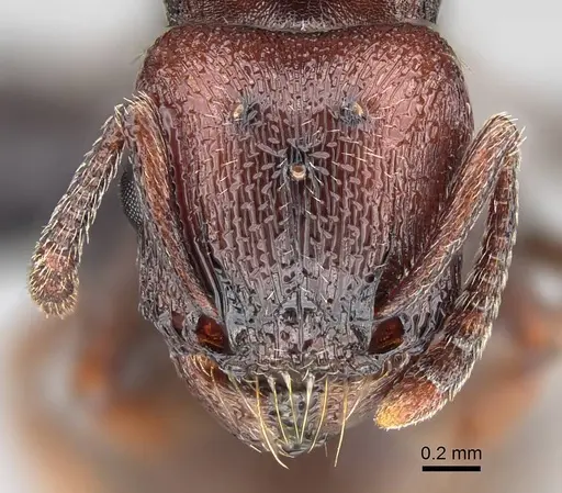 Tetramorium solidum - CASENT0822214