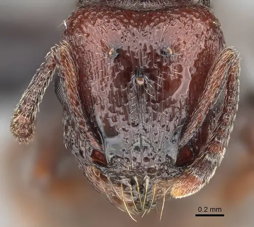 Tetramorium solidum - CASENT0822214