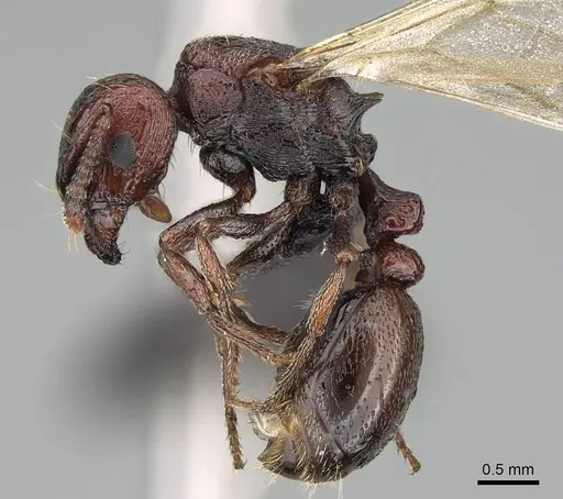 Tetramorium solidum - CASENT0822214