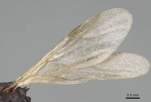 Tetramorium solidum - CASENT0822214