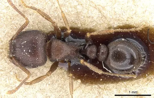 Tetramorium solidum - CASENT0904840