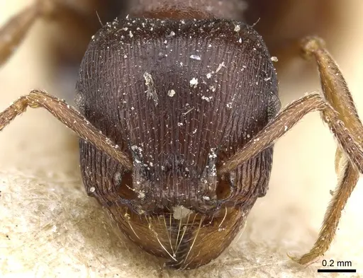 Tetramorium solidum - CASENT0904840