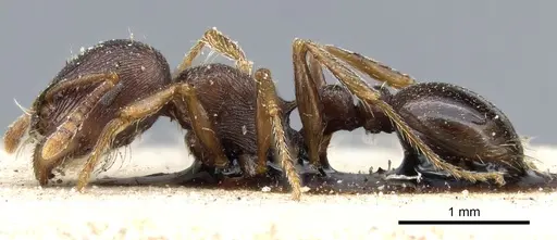 Tetramorium solidum - CASENT0904840