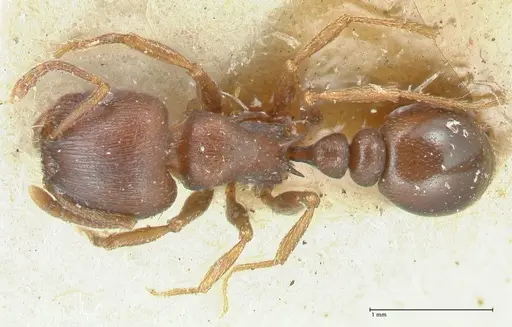 Tetramorium solidum - FOCOL2081