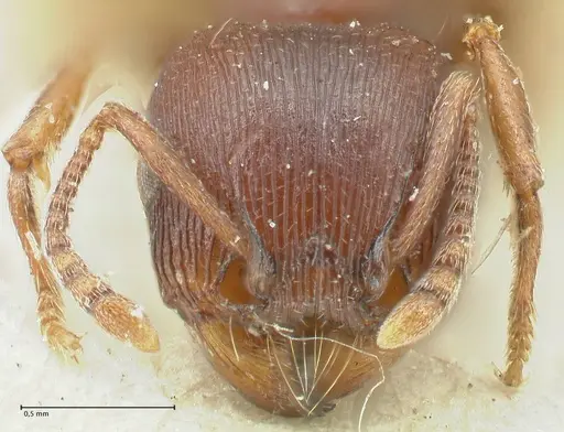 Tetramorium solidum - FOCOL2081