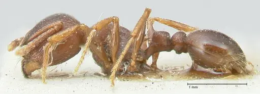 Tetramorium solidum - FOCOL2081