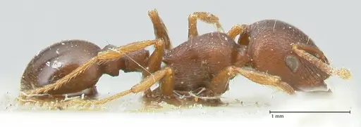 Tetramorium solidum - FOCOL2081