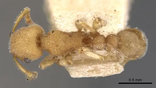 Tetramorium solomonense specimen