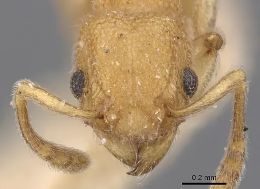 Tetramorium solomonense specimen