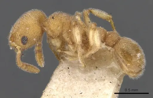 Tetramorium solomonense specimen