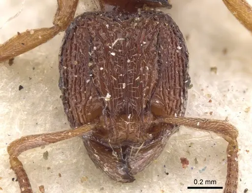 Tetramorium somniculosum specimen