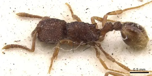 Tetramorium somniculosum specimen