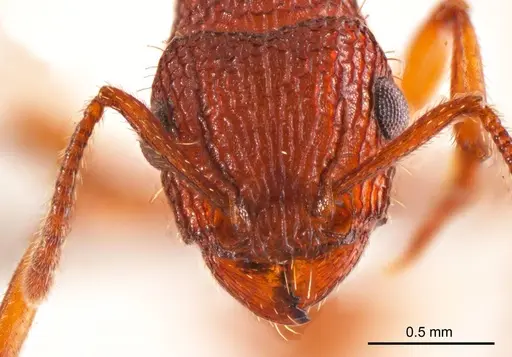 Tetramorium spininode specimen