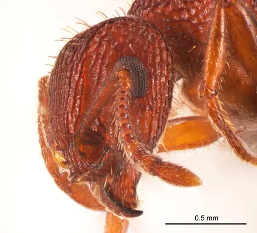 Tetramorium spininode specimen