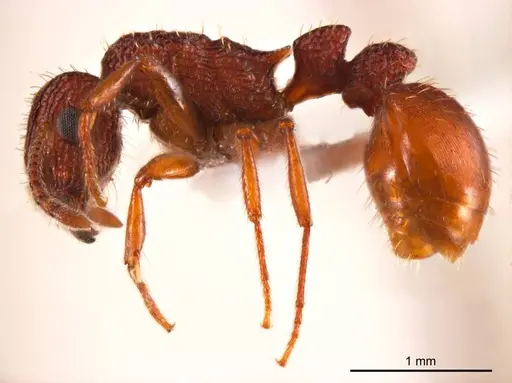 Tetramorium spininode - ANTWEB1008724