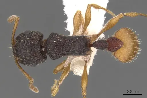 Tetramorium spininode - CASENT0901041