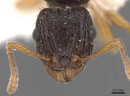 Tetramorium spininode - CASENT0901041