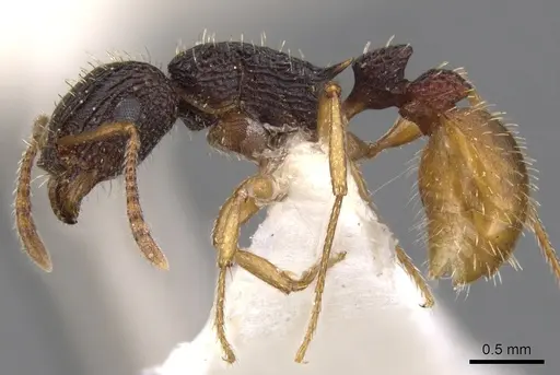 Tetramorium spininode - CASENT0901041