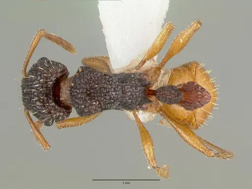 Tetramorium spininode - CASTYPE12542