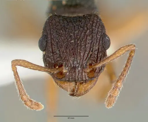 Tetramorium spininode - CASTYPE12542