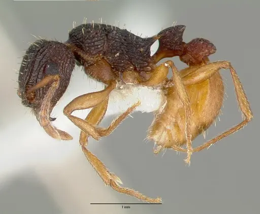 Tetramorium spininode - CASTYPE12542