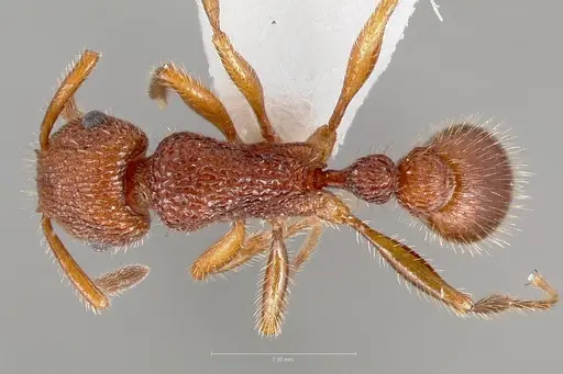 Tetramorium spinosum specimen