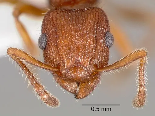 Tetramorium spinosum specimen