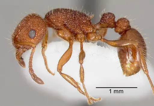 Tetramorium spinosum specimen