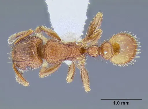 Tetramorium spinosum - CASENT0106287