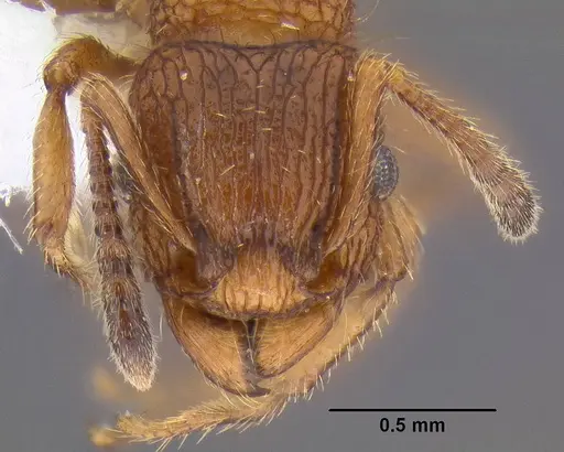 Tetramorium spinosum - CASENT0106287